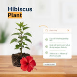 Pack 2 White Red Hibiscus Plant Live 4-7 Inch Tall
