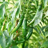 Green Serrano Pepper Plants Live, Seedling Plant, 4-7 Inch Tall, 4 Inch Pot