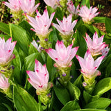 2 Light Pink Ginger Live Plants, Ornamental Flowering Ginger Plant for Indoor Outdoor, Colorful Blooming Gingers 4-6 Inches