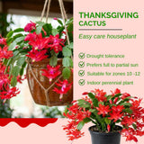 Red Holiday Cactus Live Plant, 4-7 Inch Tall, 4 Inch Pot