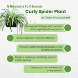 Curly Spider Live Plant, Indoor Decor Plant, 3-5 Inch Tall, 2 Inch Pot