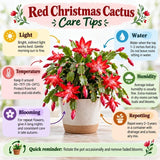 Red Christmas Cactus Live Plant, 3 Inch Pot, 2 Plants Per Pot