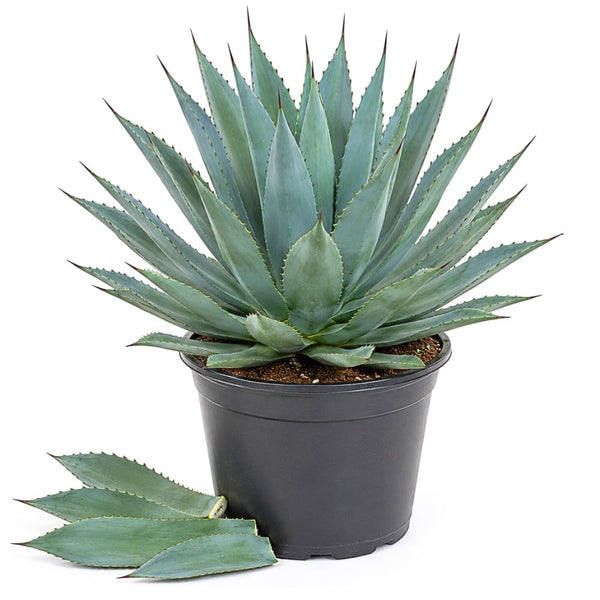 Blue Green Agave Plant Live, Sun Loving Succulent, 4 Inch Pot
