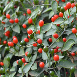 Red Chiltepin Pepper Live Plant, 4-7 Inch Tall Potted Plant, 4 Inch Pot