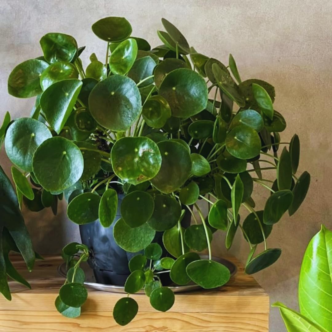 Money Plant Live, Pilea Peperomioides Houseplant, 2 Inch Pot