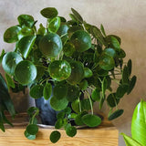 Money Plant Live, Pilea Peperomioides Houseplant, 2 Inch Pot