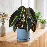 Begonia Live Plant, Foliage Plant, 4-6 Inch Tall, 4 Inch Pot