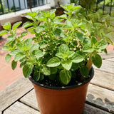 Oregano Live Plant, Garden Herb Plant, 4-7 Inch Tall