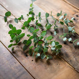 Silver Eucalyptus Plant Live, Fragrant Tree Starter, 4-6 Inch Tall