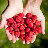 Red Raspberry Plant Live, Home Garden Berry Bush, 4-6 Inch Tall, 4 Inch Pot