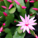 Light Pink Christmas Holiday Cactus Plant Live, Indoor Plant