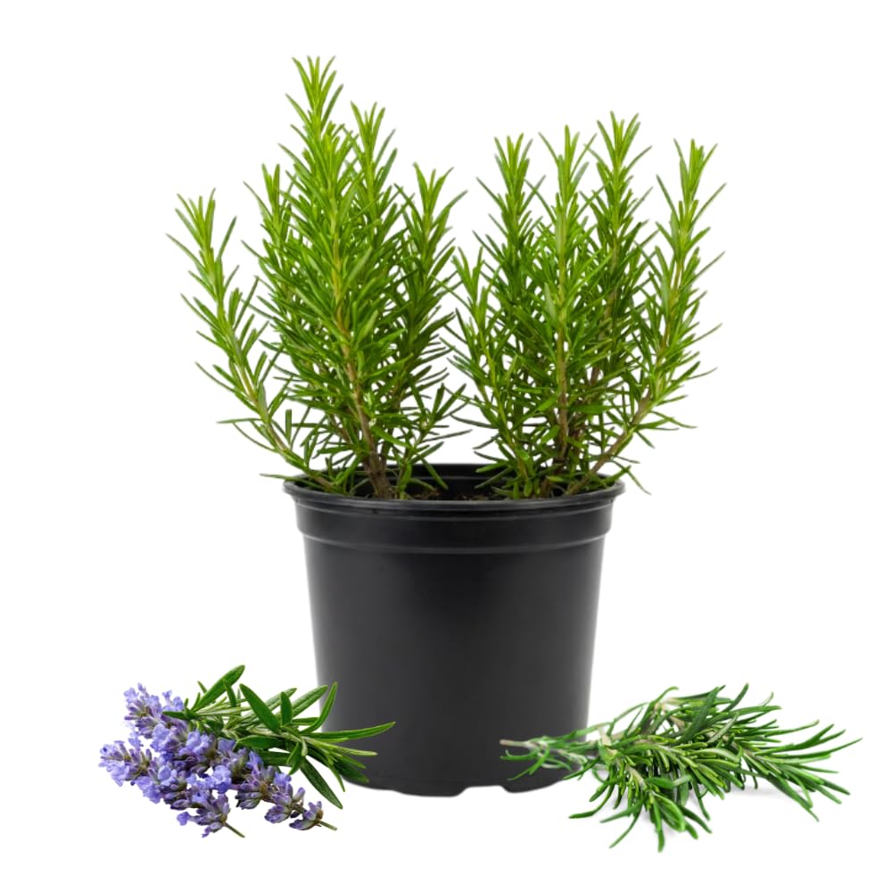 2 Rosemary Plants, Outdoor Garden Herb Plant, 4-6 Inch Tall, 4 Inch Pot