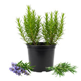 2 Rosemary Plants, Outdoor Garden Herb Plant, 4-6 Inch Tall, 4 Inch Pot