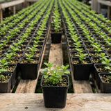 2 Lemon Mint Live Plants, Herb Plant, 3-7 Inch Tall