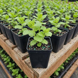 2 Apple Mint Live Plants, Mint Herb Plant, 3-7 Inch Tall
