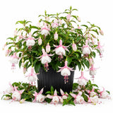 White Fuchsia Live Plant, 4-8 Inch Tall in 5 Inch Pot, Fushsia Flower Plant