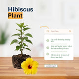 Pack 2 Bright Yellow Hibiscus Plant Live 3-6" Tall