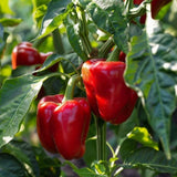Sweet Bell Peppers Live Plant, 4 Inch Pot, 3-6" Tall