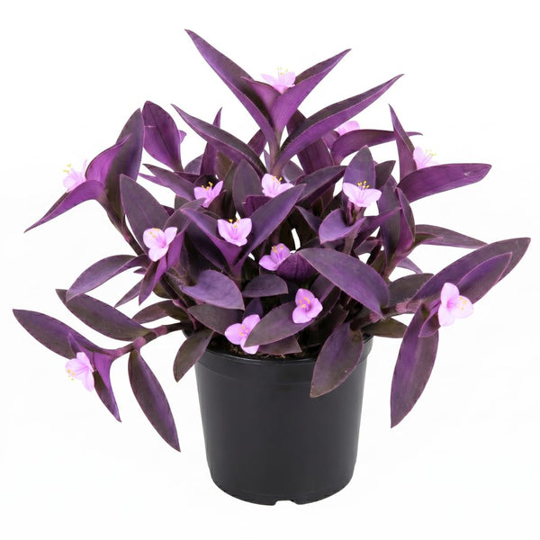 3 Purple Tradescantia Wandering Jew Live Plants, Houseplant, 4-6 Inch Tall