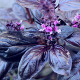 2 Purple Basil Live Plants, Rooted Herb Seedling, 3-6 Inch Tall