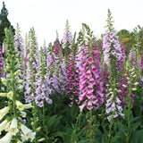 Mix Foxglove Flower Live Plant, 3-6 Inch Tall, 3 Inch Pot