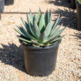 Blue Agave Live Plant, Rock Garden Succulent, 4-6 Inch Tall