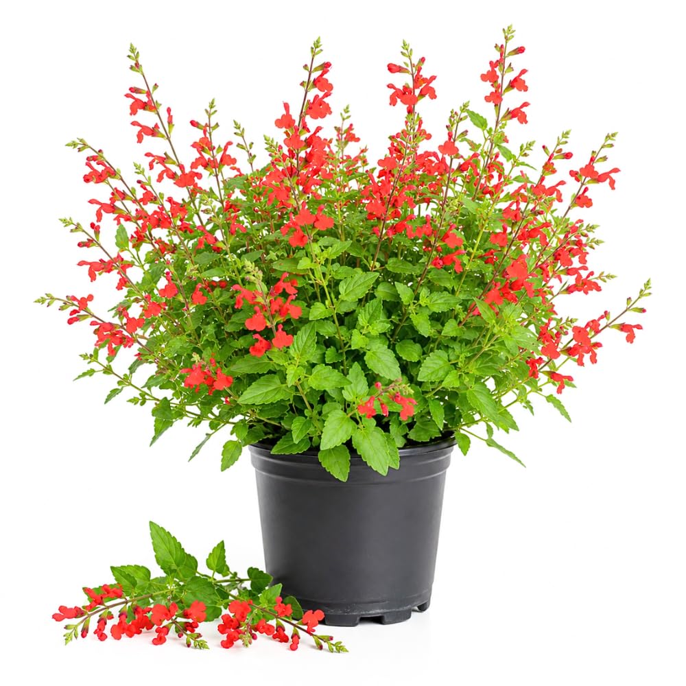 Pineapple Salvia Sage Live Plant, Home Garden Flower, 4-7 Inch Tall