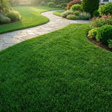 20000 Zoysia Grass Seeds for Lawn, Emerald Zoysia Grass Seed