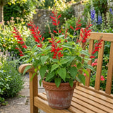 2 Pineapple Live Salvia Sage Plants, Flower Plant, 4-6 Inch Tall