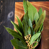 Bay Leaf Plant, Bay Laurus Nobilis Plant Live, 8-10 Inch Tall
