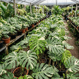 Variegated Monstera Plant, Constellation Monstera, 4-6 Inch Tall