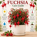 Red Fuchsia Live Plant, Flower Plant, 4-8 Inch Tall, 5 Inch Pot