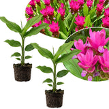 2 Pink Curcuma Ginger Live Plant, Ginger Flower in Garden, 4-6 Inch Tall