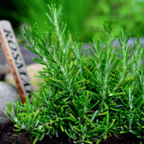 Live Rosemary Plant, Indoor Outdoor Herb Plant, 4-6 Inch Tall, 4 Inch Pot