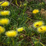 Yellow Ice Plant Succulent Live Plant, Ground Cover, 4 Inch Pot