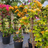 2 Gold Live Bougainvillea Plants, Patio Container Plant, 5-7 Inch Tall