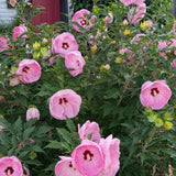 2 Rose Pink Hibiscus Live Plant, 3-6" Tall