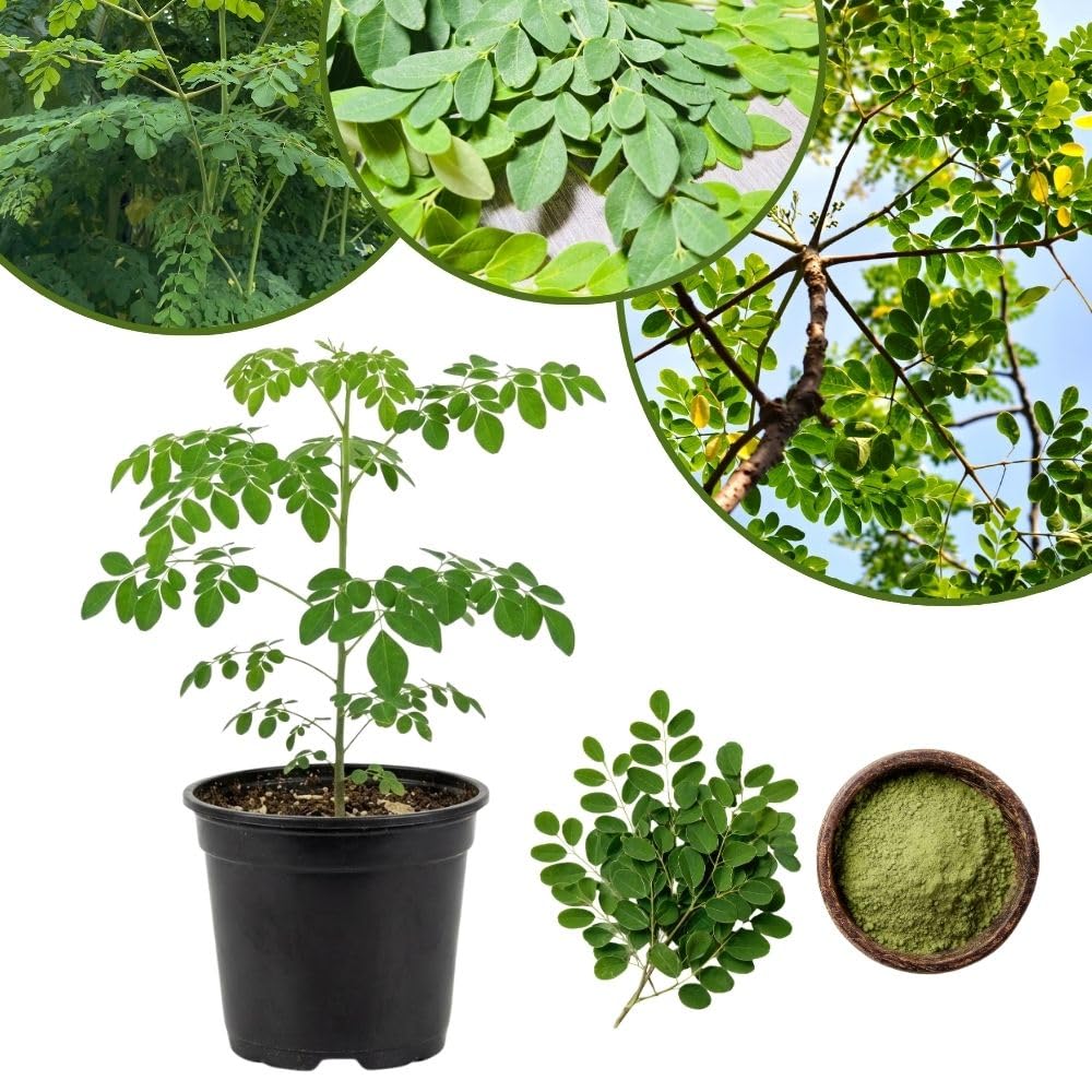 2 Moringa Tree Live Plant Per Pot, 4-7" Tall