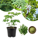 2 Moringa Tree Live Plant Per Pot, 4-7" Tall