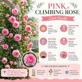 Climbing Live Rose Plant, Fragrant Reblooming Flower Bush, 2-3 Inch Tall