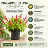 2 Pineapple Live Salvia Sage Plants, Landscape Flower Plant, 4 Inch Pot