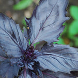 2 Purple Basil Live Plants, Rooted Herb Seedling, 3-6 Inch Tall