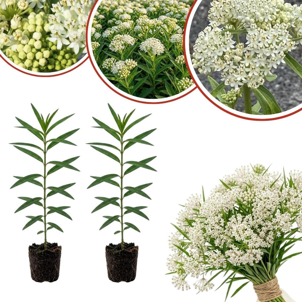 Set of 2 White Swamp Milkweed Live Plant 4-6" Tall