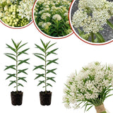 Set of 2 White Swamp Milkweed Live Plant 4-6" Tall