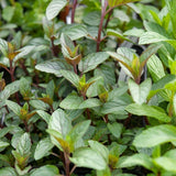 Chocolate Mint Live Plant 4-7 Inch Tall in 3.5 Inch Pot