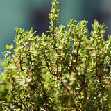 3 Live Thyme Plants, Home Garden Plant, 4-6 Inch Tall