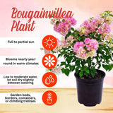 2 White Pink Bougainvillea Plants Live, Garden Plant, 4-6 Inch Tall