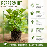 3 Peppermint Live Plants, Indoor Outdoor Herb Plant, 4-7 Inch Tall