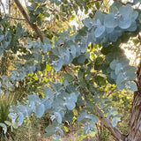 Silver Eucalyptus Live Plant, 4-6 Inch Tall, 4 Inch Pot