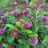 Set of 2 Purple Milkweed Live Plant 4-6" Tall